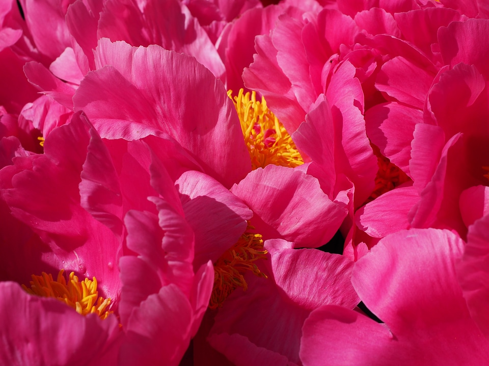 Pink flower petals