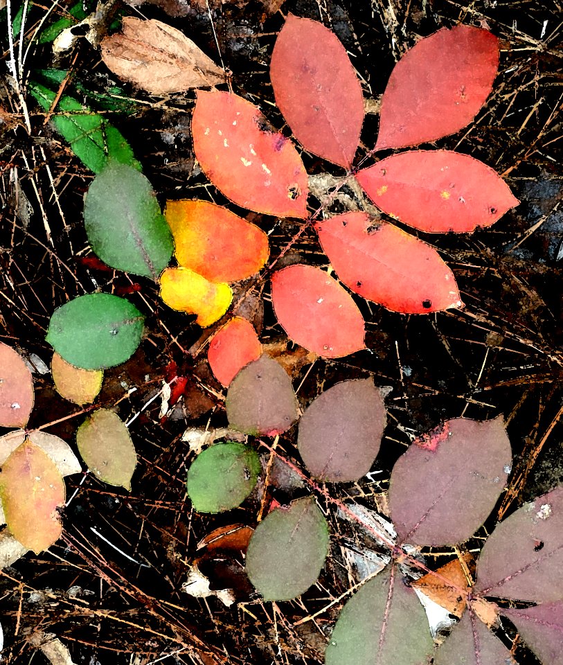 INDIAN RIVER REC AREA NATURE TRAIL(11-01-2016) Indian River Alexander State Forest Evangeline Parish La -20