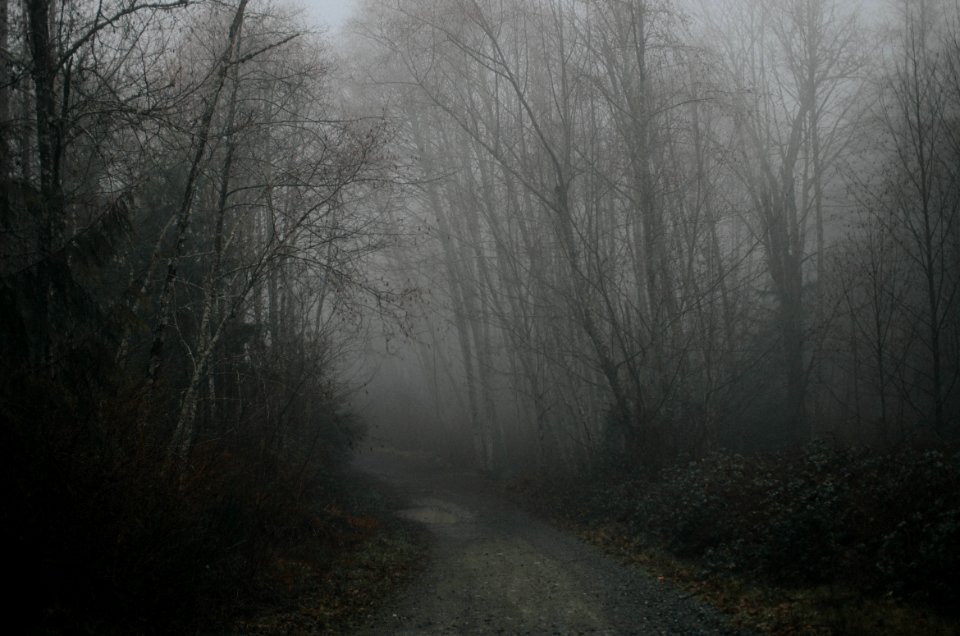 Dark Forest