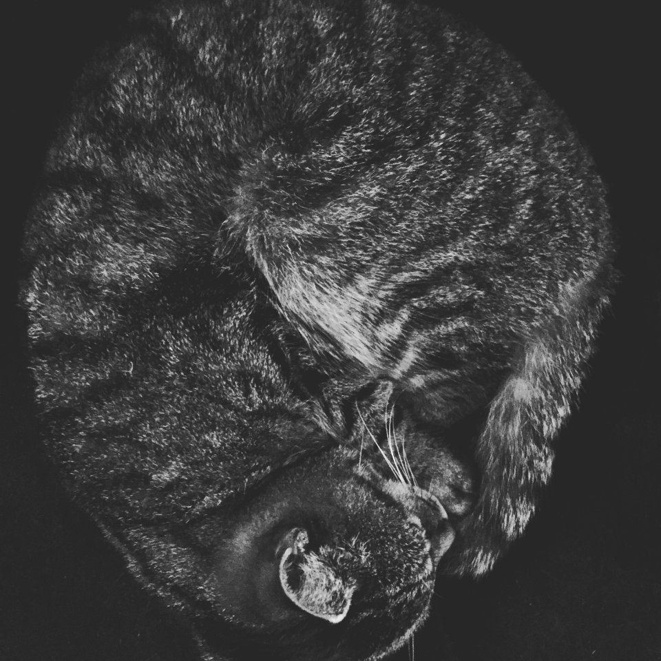 Cat Curled Up