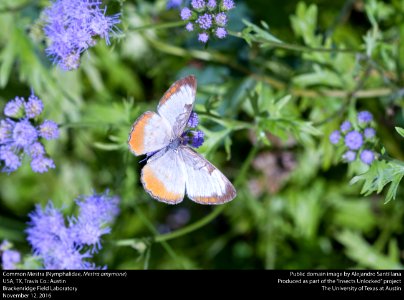 Common Mestra (Nymphalidae Mestra Amymone) photo