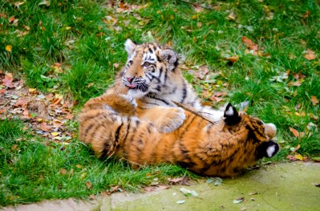 Siberian Tiger Cubs photo