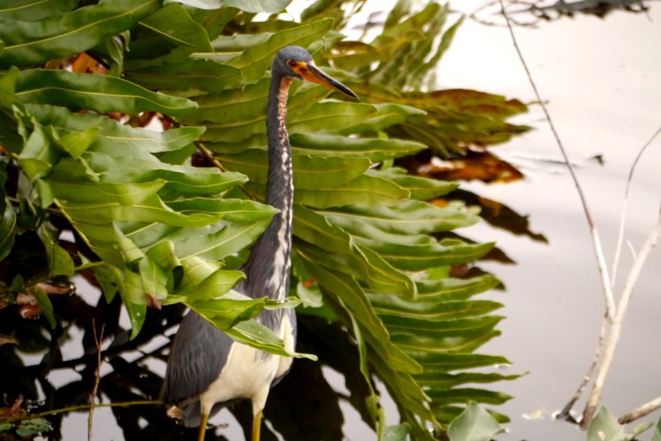 Tricolored Heron