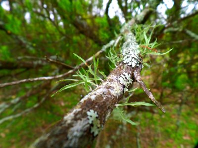 Moss And Lichen photo
