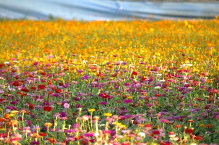 Field Of Flowers photo