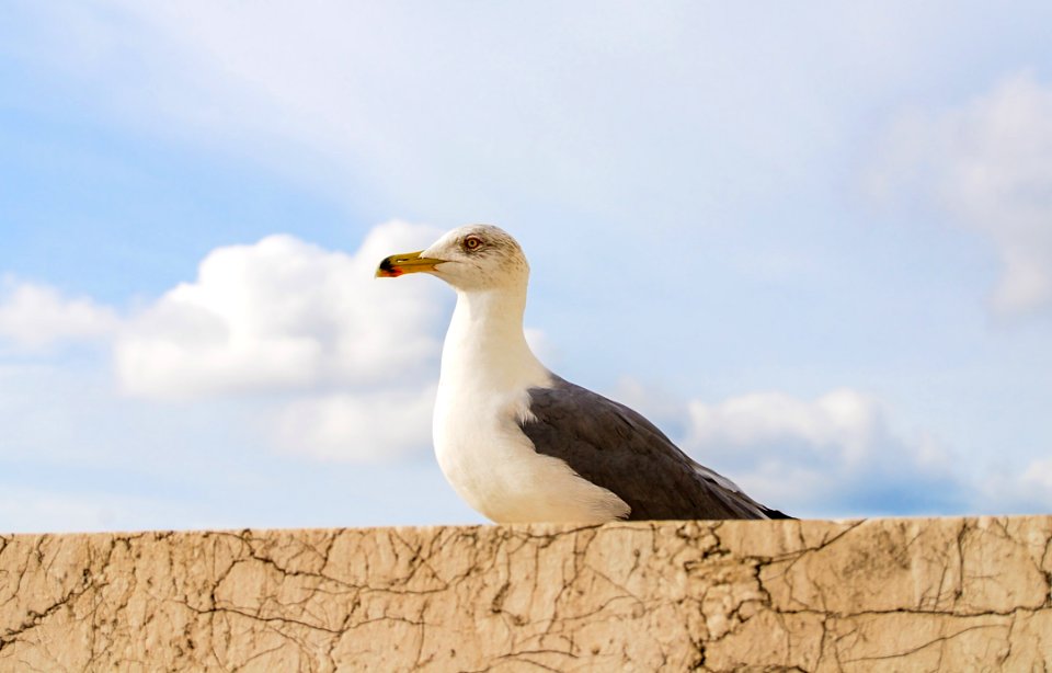 Seagull Bird Rome Italy