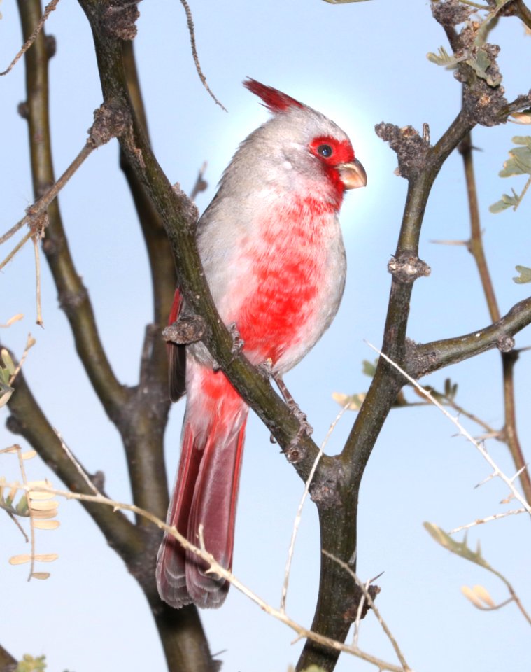 917 - PYRRHULOXIA (12-11-2016) Patagonia Lake Santa Cruz Co Az -01