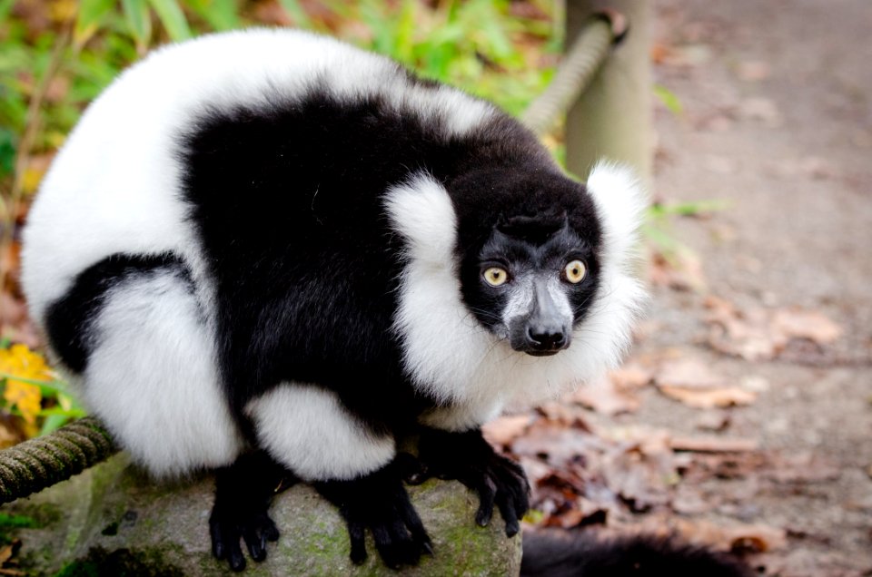 Lemur photo