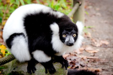 Lemur