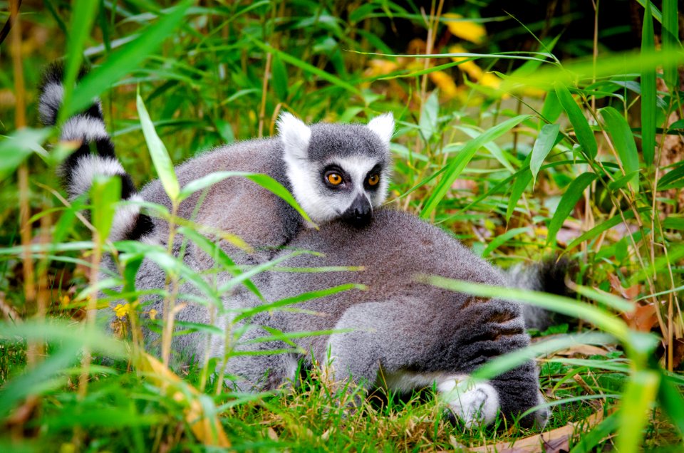 Lemur photo