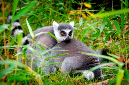 Lemur