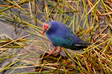 Western Swamphen