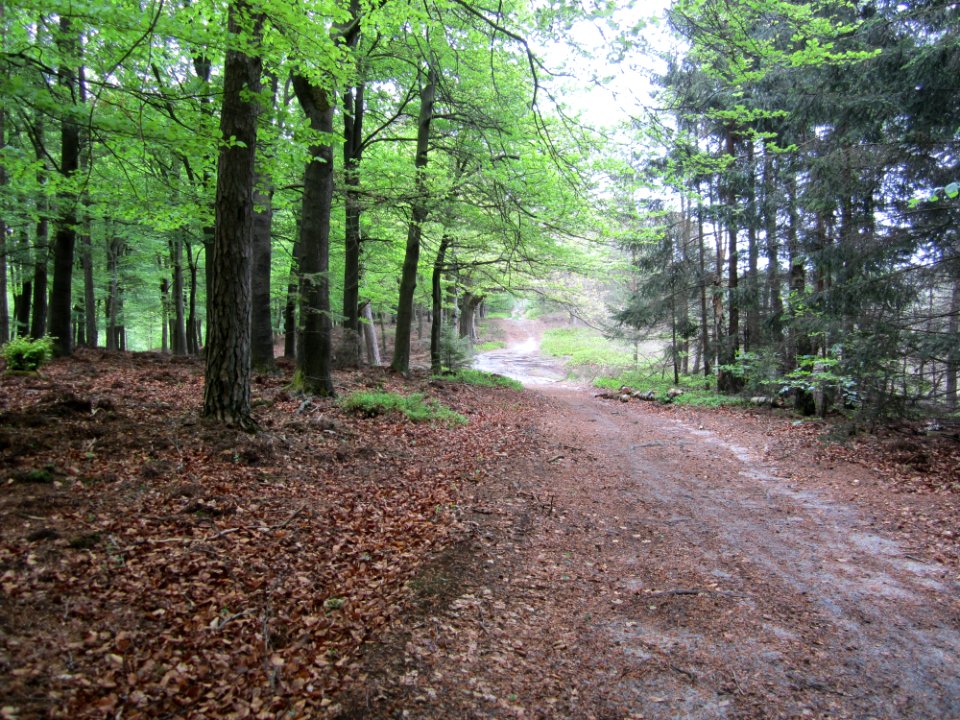 Nabij De Zwitserse Hut