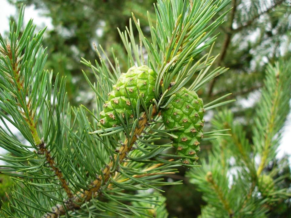 Mountain forest green