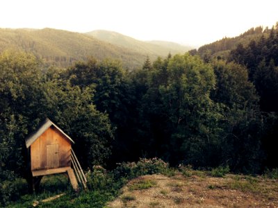 Wooden Shack In Woods photo