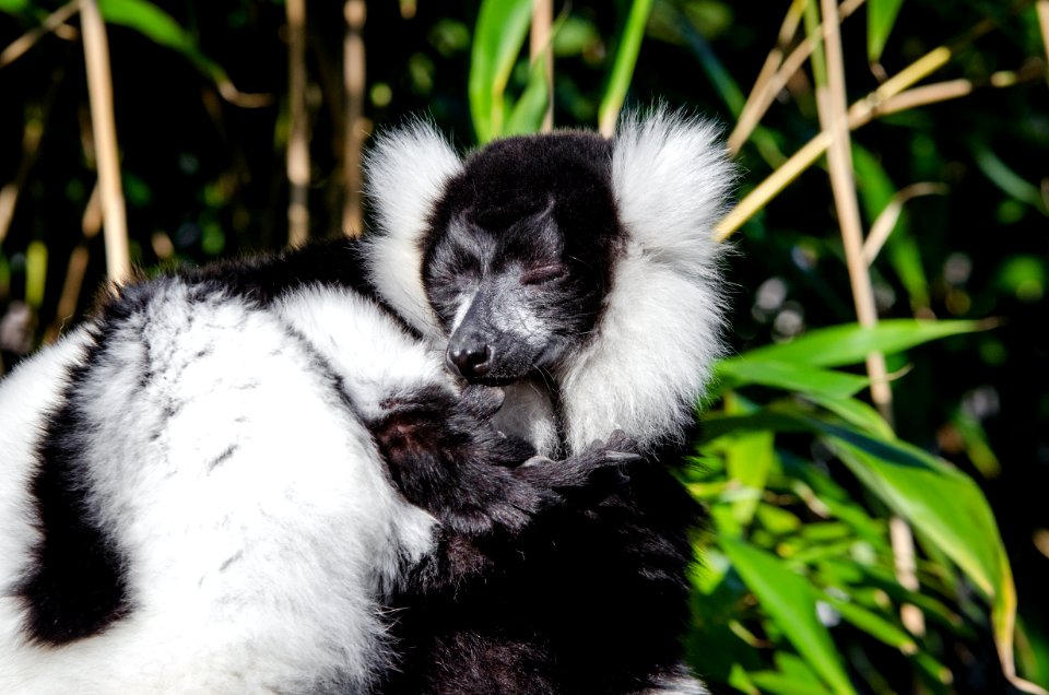 Lemur photo