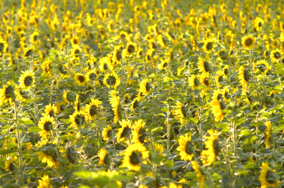 Field Of Sunflowers