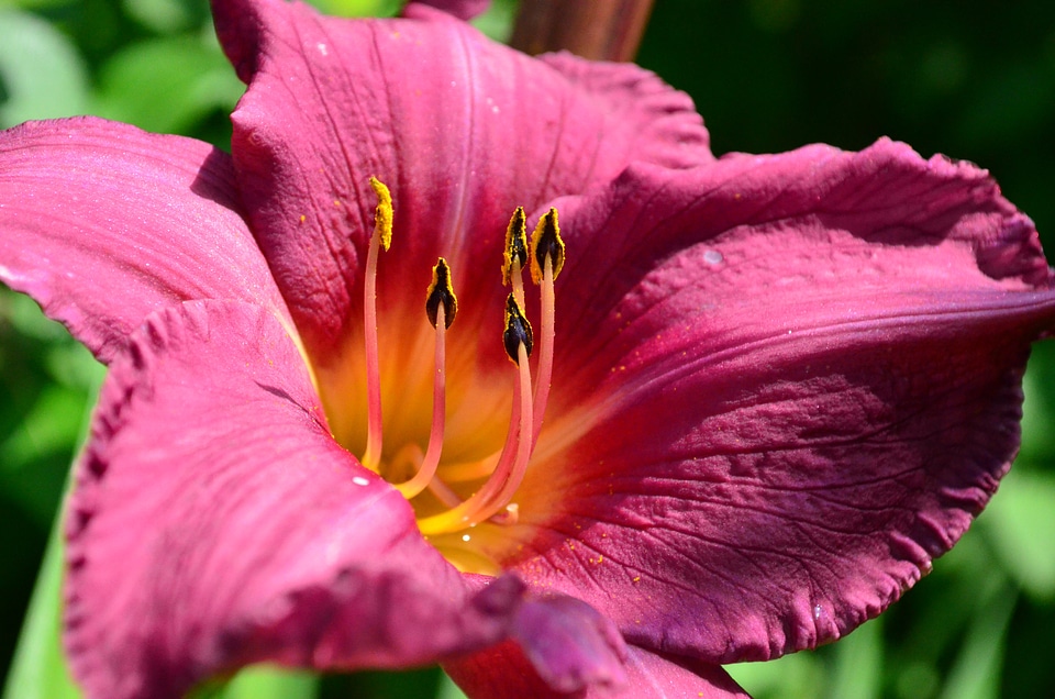 Flower ovary stamens