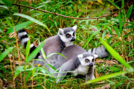 Lemur photo