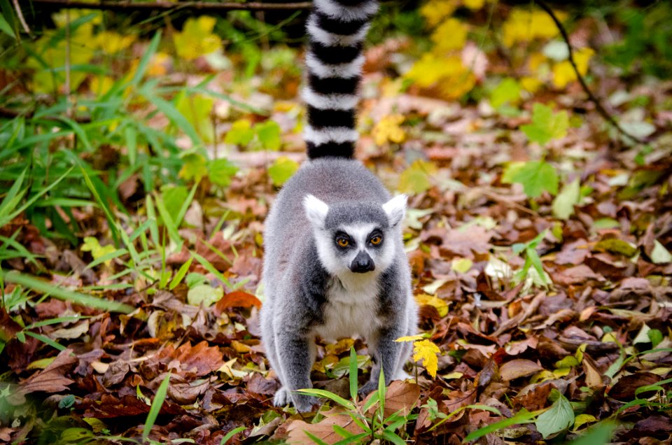 Lemur