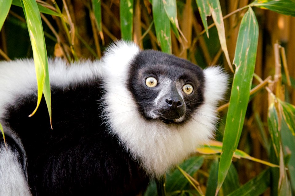 Lemur photo