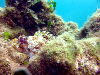 Sea