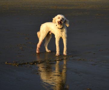 Dog On The Beach
