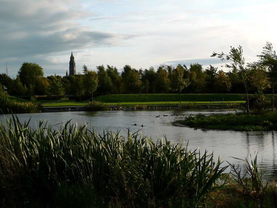 Green pond grass