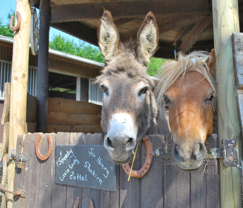 Workhorse cattle farm