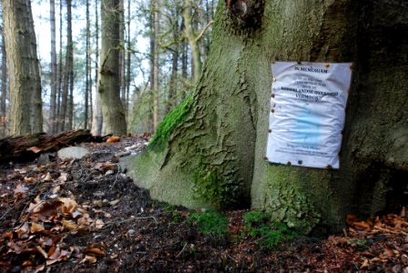 Memorial Flyer On Tree Trunk