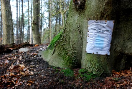 Memorial Flyer On Tree Trunk photo