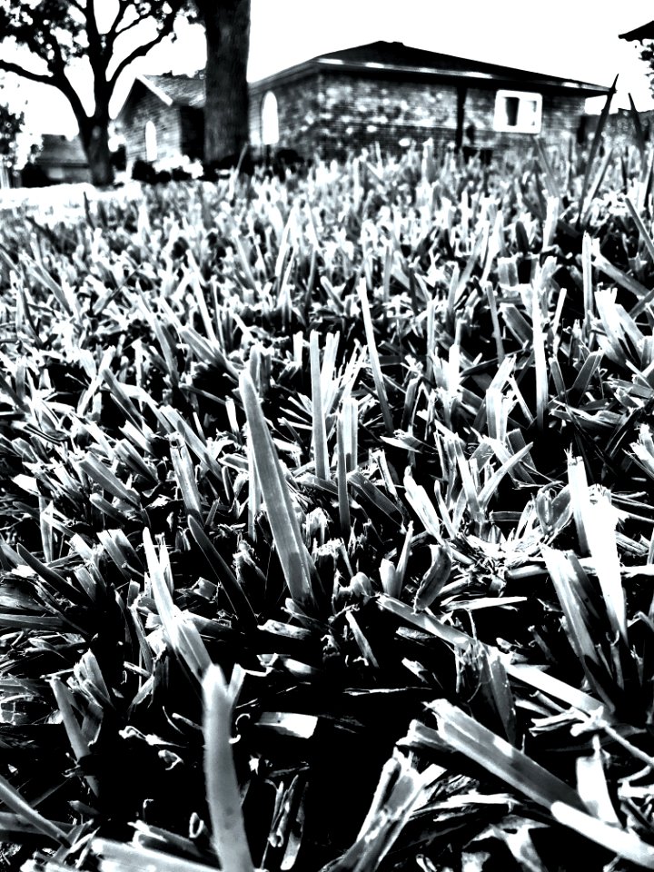 Black And White Plant Monochrome Photography Tree