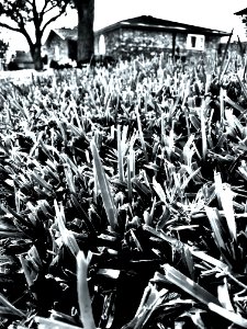 Black And White Plant Monochrome Photography Tree photo