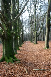 Leafy Path In Forest photo