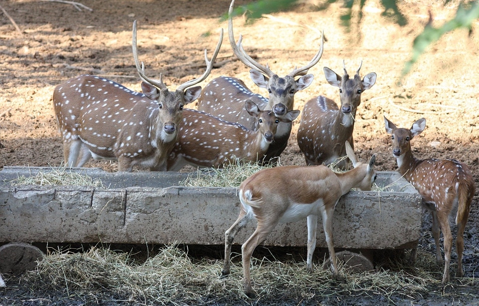 Wildlife mammal cute