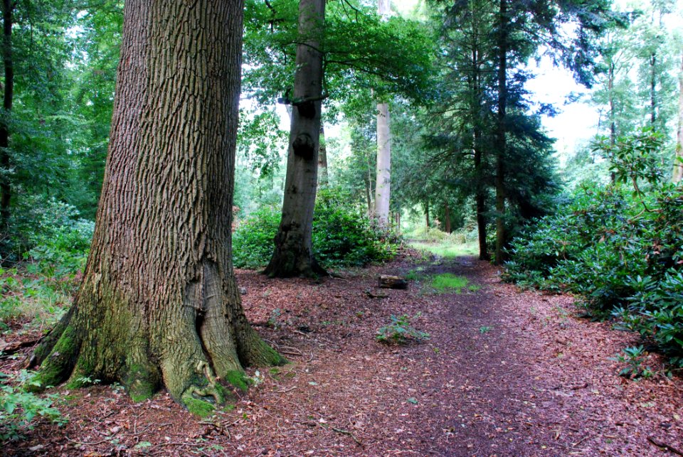 Path Through Forest