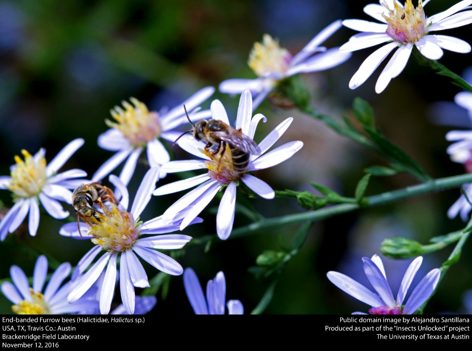 End-banded Furrow Bees (Halictidae Halictus Sp)