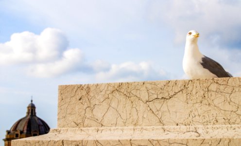 Seagull Bird Rome Italy