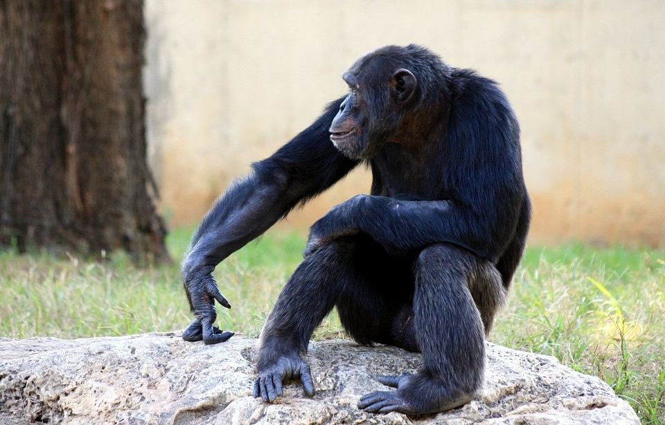 Sitting wildlife mammal