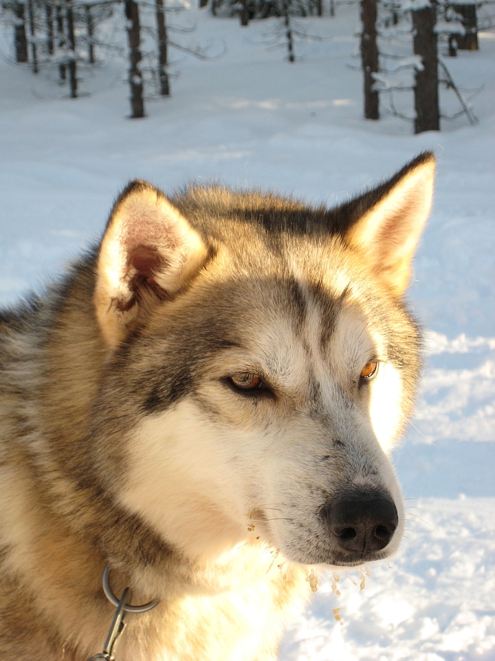 Winter cold lapland