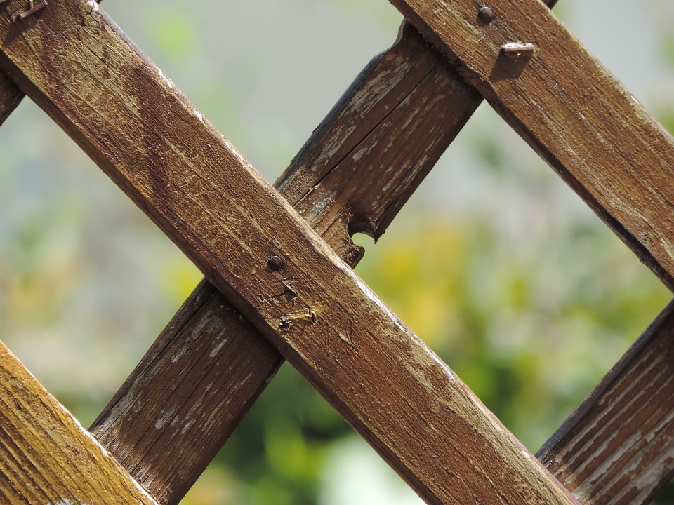 Wood fence paling summer