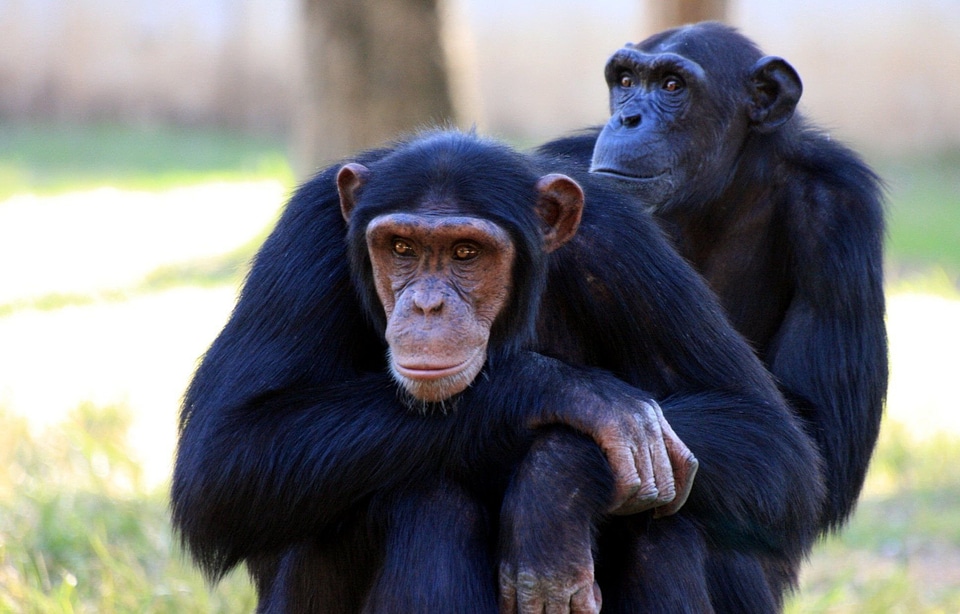 Sitting wildlife mammal