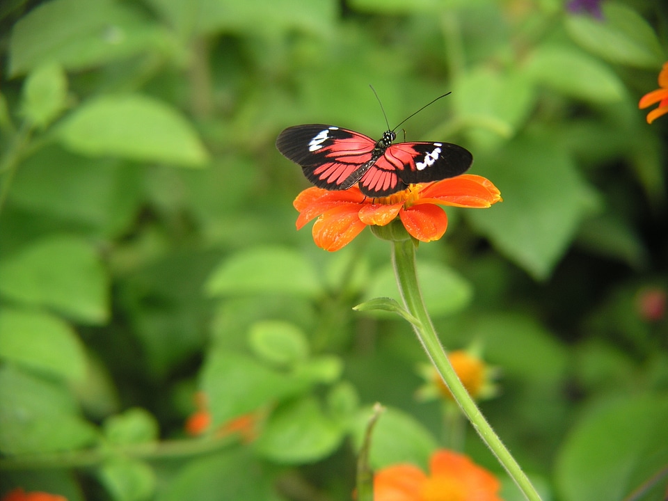 Fauna garden floral
