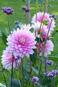 Composites dahlia ornamental flower
