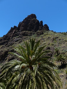 Tenerife palm canary islands