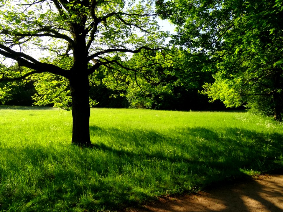 Groer Garten Park Dresden
