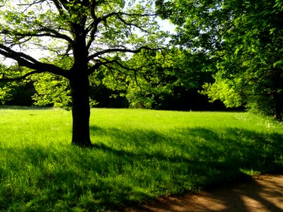 Groer Garten Park Dresden