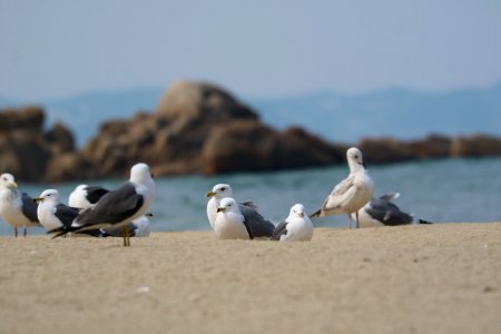 Seabird Bird Gull Fauna photo