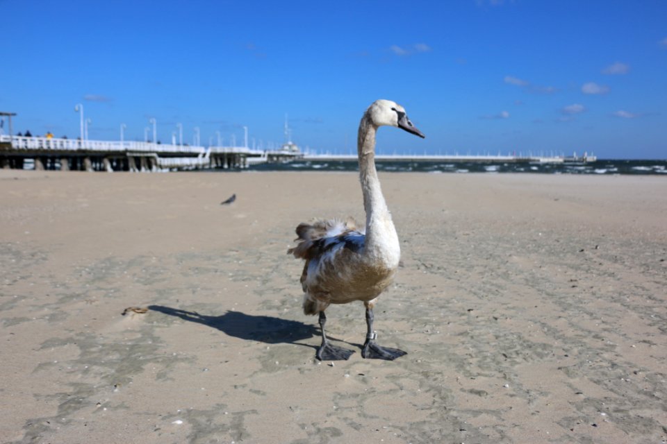 Water Bird Ducks Geese And Swans Bird Swan