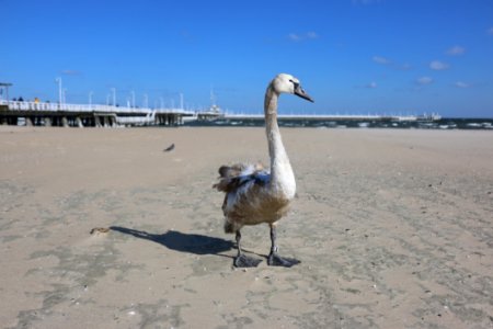 Water Bird Ducks Geese And Swans Bird Swan